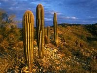 pic for 480x360 Saguaro Cacti Phoenix Arizona